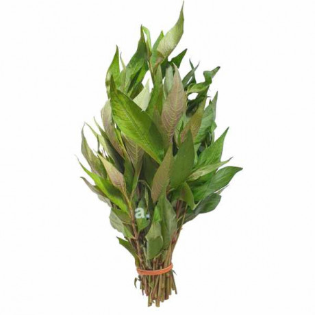 Vietnamese coriander