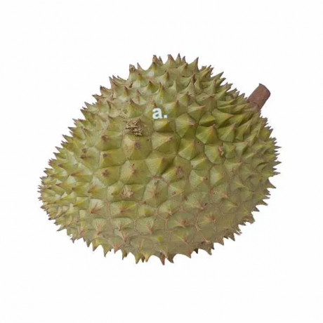 Durian 1 ks (1,9kg - 2,4kg)